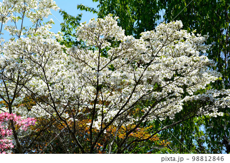 大桑原(おおかんばら)つつじ園へ行きました #78 大桑原(おおかんばら)つつじ園へ行きました #78 98812846