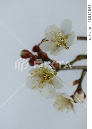 梅の花（白色の和紙背景） 98812848