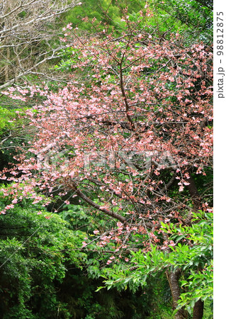大国林道　カンヒザクラ 98812875