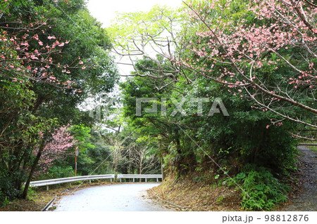 大国林道　カンヒザクラ 98812876