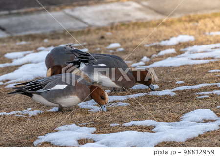 琵琶湖岸の陸上で草を食べるヒドリガモ 98812959