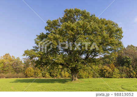 Changes in oak foliage in early autumn Changes in oak foliage in early autumn 98813052