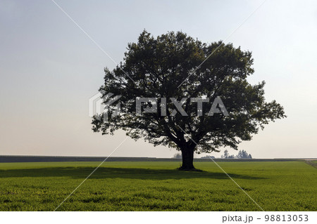 Changes in oak foliage in early autumn Changes in oak foliage in early autumn 98813053