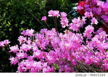 大桑原(おおかんばら)つつじ園へ行きました #86 大桑原(おおかんばら)つつじ園へ行きました #86 98813164