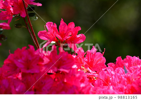 大桑原(おおかんばら)つつじ園へ行きました #87 大桑原(おおかんばら)つつじ園へ行きました #87 98813165