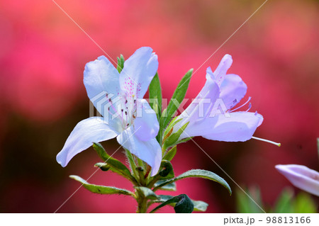 大桑原(おおかんばら)つつじ園へ行きました #88 大桑原(おおかんばら)つつじ園へ行きました #88 98813166