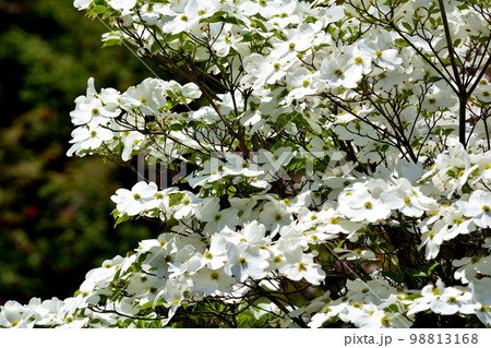 大桑原(おおかんばら)つつじ園へ行きました #90 大桑原(おおかんばら)つつじ園へ行きました #90 98813168