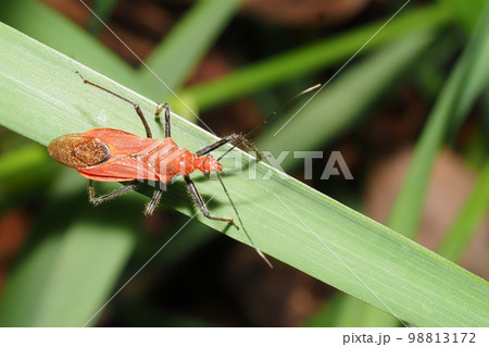 アカサシガメ 98813172