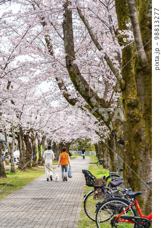 満開の桜が綺麗な多摩ニュータウンの住宅街 満開の桜が綺麗な多摩ニュータウンの住宅街 98813277