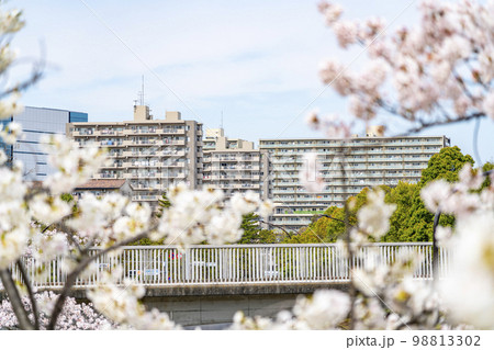 満開の桜が綺麗な多摩ニュータウンの住宅街 満開の桜が綺麗な多摩ニュータウンの住宅街 98813302