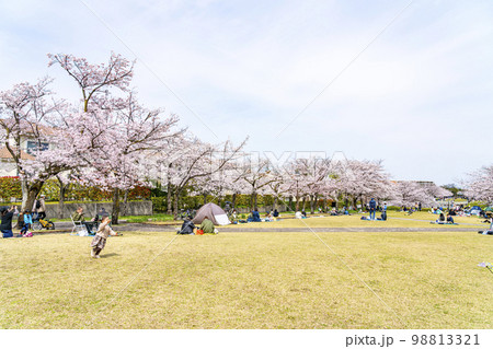 満開の桜が綺麗な多摩ニュータウンの公園 98813321
