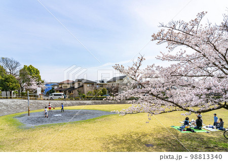 綺麗な桜が見える多摩ニュータウンの公園 98813340