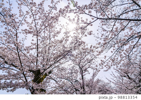 淡い春色が綺麗な満開の桜 98813354