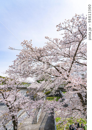 満開の桜が綺麗な多摩ニュータウンの住宅街 98813360