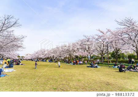 満開の桜が綺麗な多摩ニュータウンの公園 98813372