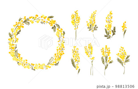 水彩画。水彩タッチのミモザベクターフレーム。水彩のミモザ装飾フレーム。 水彩画。水彩タッチのミモザベクターフレーム。水彩のミモザ装飾フレーム。 98813506