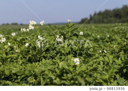 Potato field with green plants 98813936