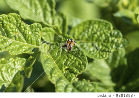Colorado beetles, growing potatoes as a food product 98813937