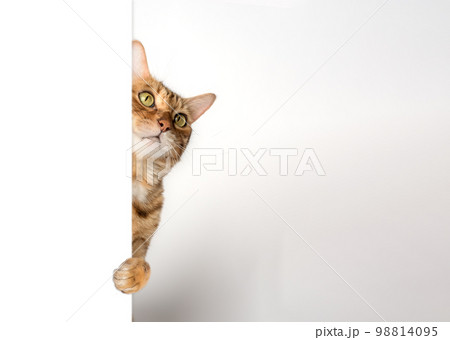 Funny cat peeks out from behind the wall. 98814095