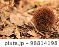落ちている一つの栗 98814198