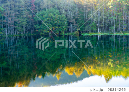 長野県茅野市 初秋の朝の緑豊かな御射鹿池 長野県茅野市 初秋の朝の緑豊かな御射鹿池 98814246