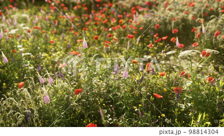 Wild flower garden with poppies with morning sunlight 98814304