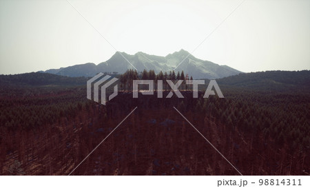 Green pine forest in the mountains Green pine forest in the mountains 98814311