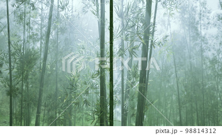 Bamboo forest with natural morning sunlight in the garden planted Bamboo forest with natural morning sunlight in the garden planted 98814312