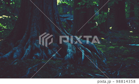 root covered with moss in a dark forest 98814358
