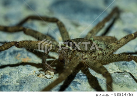 Spider in the jungles of Thailand Spider in the jungles of Thailand 98814768