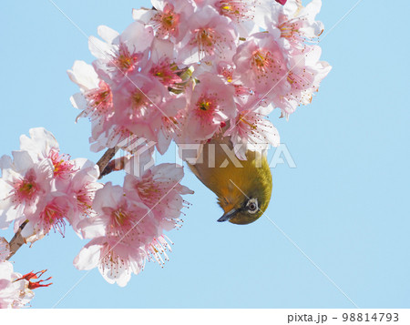 椿寒桜とメジロ 98814793