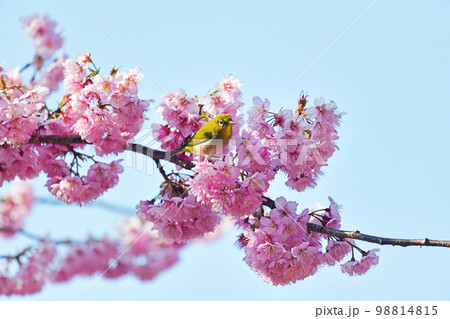 椿寒桜とメジロ 98814815