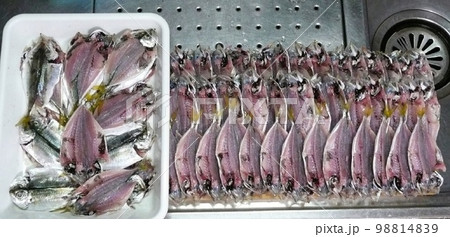 釣った小アジを観音開き 釣った小アジを観音開き 98814839