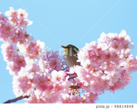 椿寒桜とメジロ 椿寒桜とメジロ 98814848
