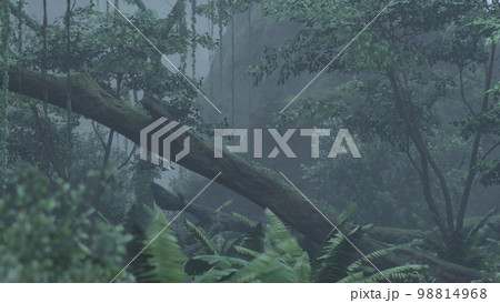scene looking straight into a dense tropical rain forest scene looking straight into a dense tropical rain forest 98814968