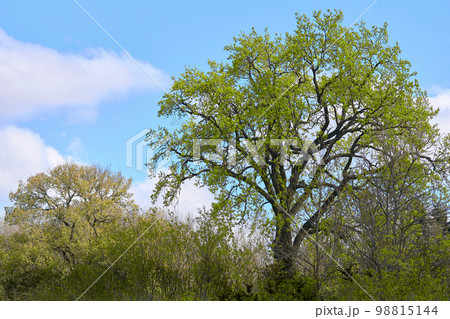 Breathing spring trees full of freshness and delicate gentle green colors 98815144