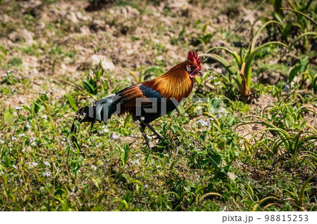 Red Junglefowl at KaoYai National park 98815253