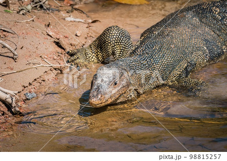 Asian water monitor portrait 98815257