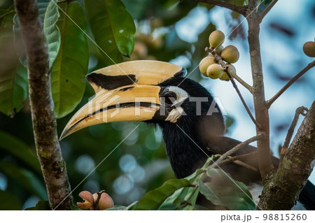 Oriental pied Hornbill on a tree Oriental pied Hornbill on a tree 98815260