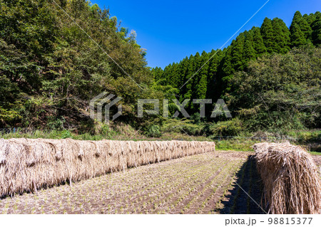 お米・稲穂　掛け干し風景「山都町のいたるところに見られる棚田で、昔ながらの掛け干し米が作られます。」 98815377