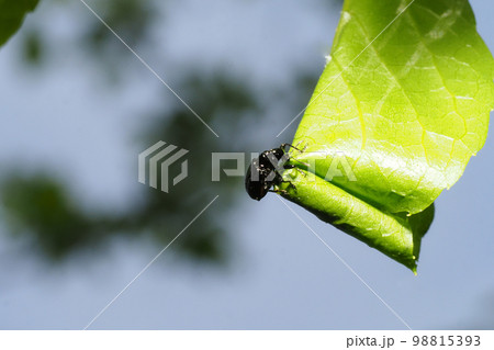 エゴツルクビオトシブミ（メス）揺籃作り 98815393