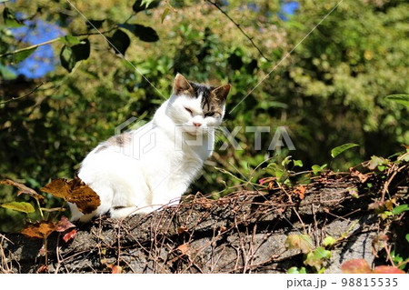 ゆずの里毛呂山町の里山で住民の人達に愛されて幸せに暮らしてる可愛いネコちゃん♡ 98815535