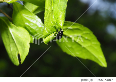 エゴツルクビオトシブミ（メス）揺籃作り 98815807