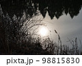岸辺の草と水面に映る太陽 98815830
