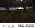 木漏れ日に照らされる薄氷が張った水面の景色1 98815832