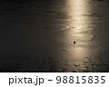 木漏れ日に照らされる氷上の松ぼっくり 98815835