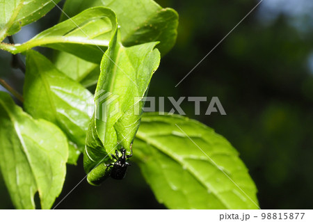 エゴツルクビオトシブミ（メス）揺籃作り 98815877