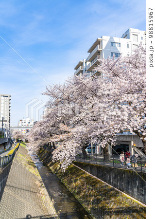 【東京都】多摩市を流れる乞田川の満開の桜並木 【東京都】多摩市を流れる乞田川の満開の桜並木 98815967