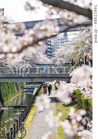 【東京都】多摩市を流れる乞田川の満開の桜並木 98815991
