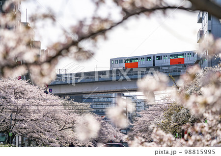 【東京都】多摩市を流れる乞田川の満開の桜並木と多摩モノレール 98815995